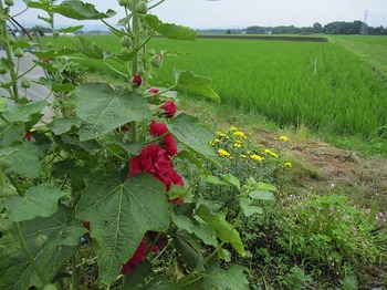 IMG_2715.jpg